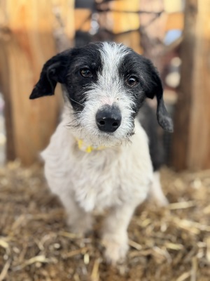 SMIRGLI - offener, verspielter Dackel-Mix-Rüde, Dackel-Mischling - Rüde