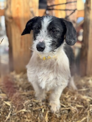 SMIRGLI - offener, verspielter Dackel-Mix-Rüde, Dackel-Mischling - Rüde