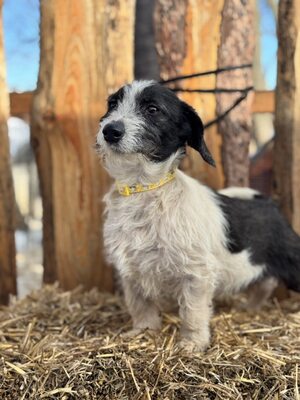 SMIRGLI - offener, verspielter Dackel-Mix-Rüde, Dackel-Mix - Rüde