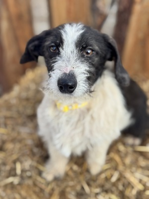 SMIRGLI - offener, verspielter Dackel-Mix-Rüde, Mischling - Rüde