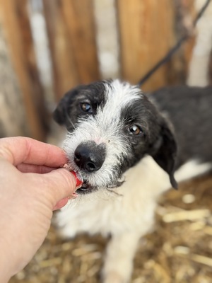 SMIRGLI - offener, verspielter Dackel-Mix-Rüde, Mischling - Rüde