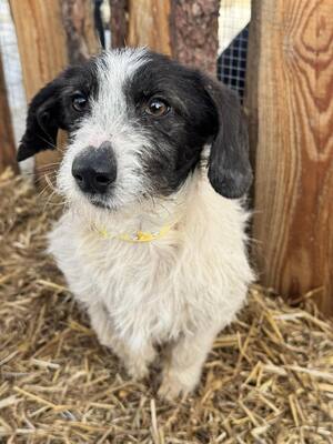 SMIRGLI - offener, verspielter Dackel-Mix-Rüde, Mischling - Rüde