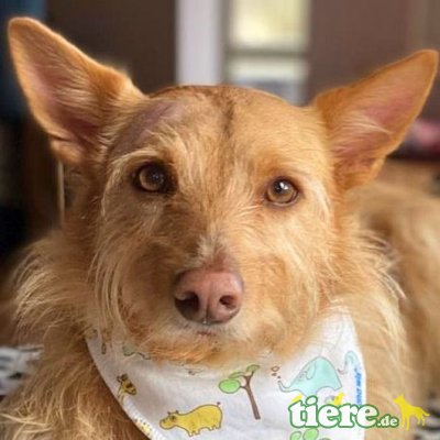 SMUDO, Mischling - kastriert - Rüde