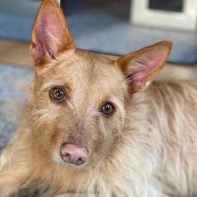 SMUDO, Mischling - kastriert - Rüde