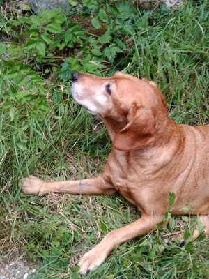 SNICKER Amigo, Mischling - Rüde