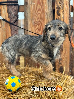 SNICKERS - lustiger, junger Dackel-Mix sucht