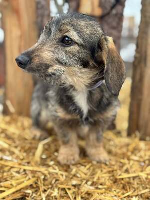 SNICKERS - lustiger, junger Dackel-Mix sucht, Dackel-Mischling - Hündin