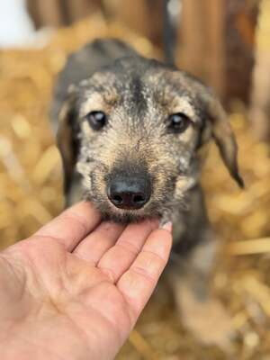 SNICKERS - lustiger, junger Dackel-Mix sucht, Dackel-Mix - Hündin