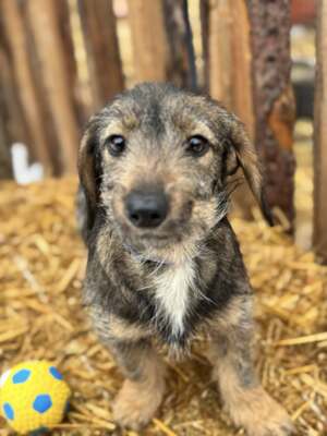 SNICKERS - lustiger, junger Dackel-Mix sucht, Dackel-Mix - Hündin