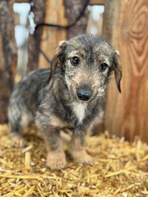 SNICKERS - lustiger, junger Dackel-Mix sucht, Dackel-Mix - Hündin