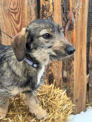 SNICKERS - lustiger, junger Dackel-Mix sucht, Dackel-Mix - Hündin