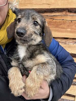 SNICKERS - lustiger, junger Dackel-Mix sucht, Dackel-Mix - Hündin