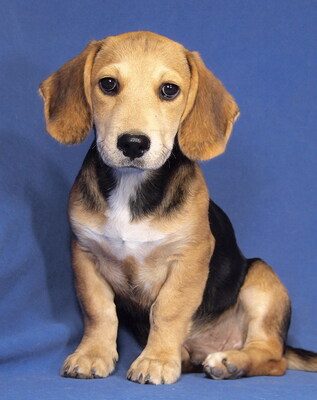 SNOOPY - R E S E R V I E R T !!!!! menschenbezogen, anhänglich, fröhlich, lebhaft, verspielt, klug, katzenverträglich, Beagle Mischling Welpen - Rüde