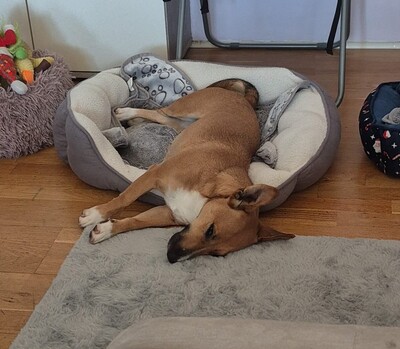 SOFIANA, Mini-Bullterriermix - Hündin