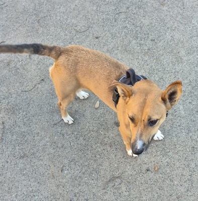 SOFIANA, Mini-Bullterriermix - Hündin