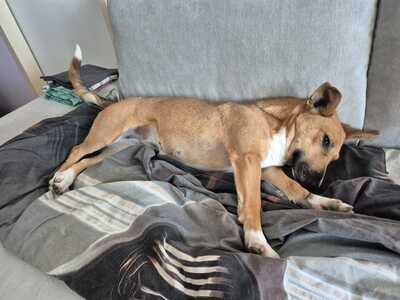 SOFIANA, Mini-Bullterriermix - Hündin