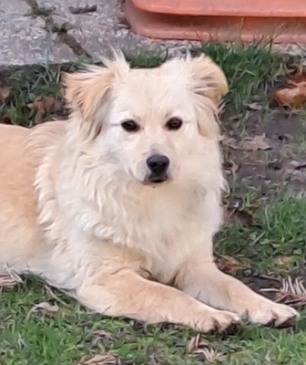 SOLLY, Spitzmix - Hündin