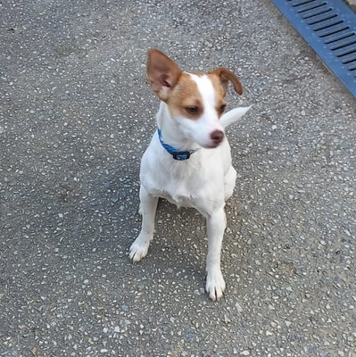 SONJA, Chihuahuamischling - Hündin