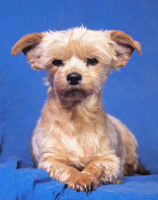 SONJA - freundlich, ein wenig sensibel, sanft, verschmust, fröhlich, katzenverträglich, anfangs möglicherweise schüchtern, Yorkshire Terrier Mischling - Hündin
