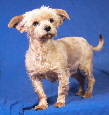SONJA - freundlich, ein wenig sensibel, sanft, verschmust, fröhlich, katzenverträglich, anfangs möglicherweise schüchtern, Yorkshire Terrier Mischling - Hündin