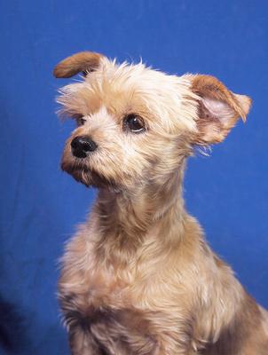SONJA - freundlich, ein wenig sensibel, sanft, verschmust, fröhlich, katzenverträglich, anfangs möglicherweise schüchtern, Yorkshire Terrier Mischling - Hündin