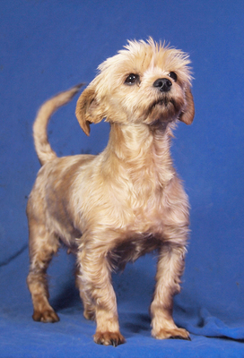 SONJA - freundlich, ein wenig sensibel, sanft, verschmust, fröhlich, katzenverträglich, anfangs möglicherweise schüchtern, Yorkshire Terrier Mischling - Hündin