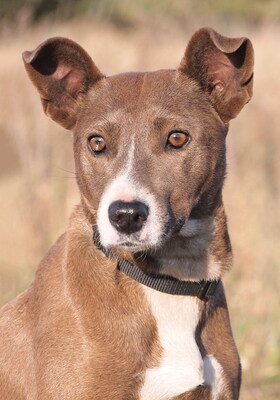 SOPHIE - menschenorientiert und sehr freundlich, fröhlich, anhänglich, intelligent, gelehrig, als Zweithund zu einem Rüden