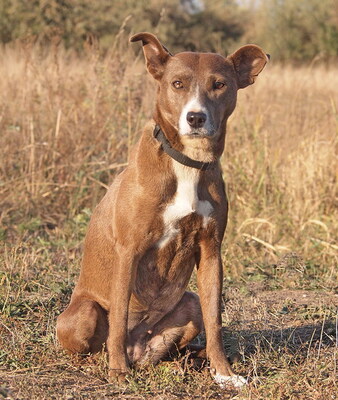 SOPHIE - menschenorientiert und sehr freundlich, fröhlich, anhänglich, intelligent, gelehrig, als Zweithund zu einem Rüden, Mischling - Hündin