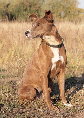 SOPHIE - menschenorientiert und sehr freundlich, fröhlich, anhänglich, intelligent, gelehrig, als Zweithund zu einem Rüden, Mischling (Video-Link vorhanden) - Hündin