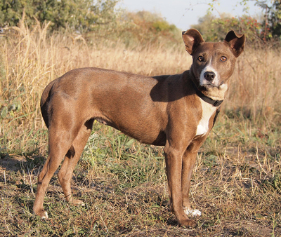 SOPHIE - menschenorientiert und sehr freundlich, fröhlich, anhänglich, intelligent, gelehrig, als Zweithund zu einem Rüden, Mischling (Video-Link vorhanden) - Hündin