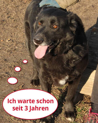 SOYA - freundlich, sanft, ruhig, dankbar, sehr anhänglich, katzenverträglich, Labrador Mischling (Video auf HP) - Betreuungsplatz Steiermark - Hündin