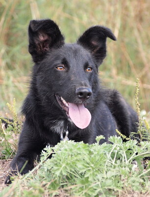 SPARKY - R E S E R V I E R T !!!!! sehr freundlich und aufgeschlossen, anhänglich, lebenslustig, lebhaft, ausgesprochen gelehrig