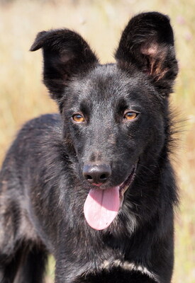 SPARKY - R E S E R V I E R T !!!!! sehr freundlich und aufgeschlossen, anhänglich, lebenslustig, lebhaft, ausgesprochen gelehrig, Mischling - Rüde