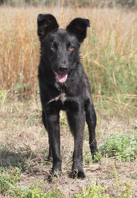 SPARKY - R E S E R V I E R T !!!!! sehr freundlich und aufgeschlossen, anhänglich, lebenslustig, lebhaft, ausgesprochen gelehrig, Mischling - Rüde