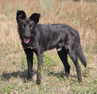 SPARKY - R E S E R V I E R T !!!!! sehr freundlich und aufgeschlossen, anhänglich, lebenslustig, lebhaft, ausgesprochen gelehrig, Mischling - Rüde
