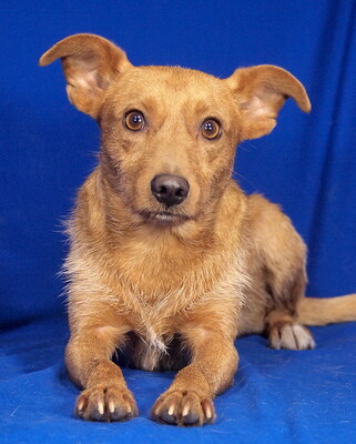 SPEEDY - R E S E R V I E R T !!!!! sehr lieb, offenes Wesen, anhänglich, lebenslustig, aufgeweckt, anfangs etwas ängstlich, Mischling - Rüde