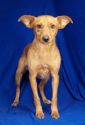 SPEEDY - sehr lieb, offenes Wesen, anhänglich, lebenslustig, aufgeweckt, anfangs etwas ängstlich, Mischling - Rüde