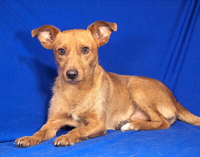 SPEEDY - sehr lieb, offenes Wesen, anhänglich, lebenslustig, aufgeweckt, anfangs etwas ängstlich, Mischling - Rüde