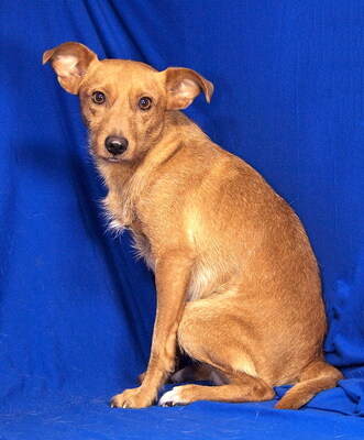 SPEEDY - sehr lieb, offenes Wesen, anhänglich, lebenslustig, aufgeweckt, anfangs etwas ängstlich, Mischling - Rüde