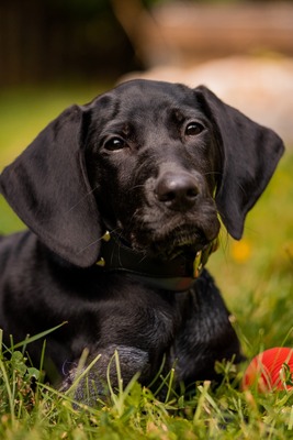SPELA, Jagdhundmischling - Hündin