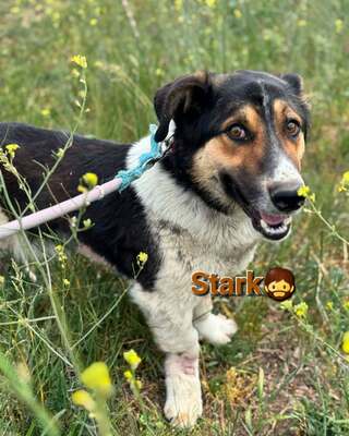 STARK sucht Dich 💙💙💙, Schäfer-Dackel-Mischling - Rüde