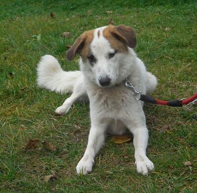 STARLETT - R E S E R V I E R T !!!!! mag Kinder, liebt kleine Hunde, braucht etwas Zeit zu vertrauen, treu, folgsam, Mischling (Video auf HP) - Betreuungsplatz Burgenland - Hündin