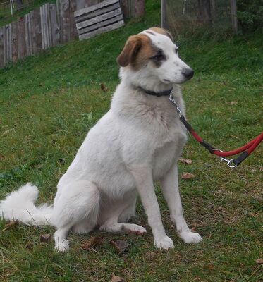 STARLETT - R E S E R V I E R T !!!!! mag Kinder, liebt kleine Hunde, braucht etwas Zeit zu vertrauen, treu, folgsam, Mischling (Video auf HP) - Betreuungsplatz Burgenland - Hündin