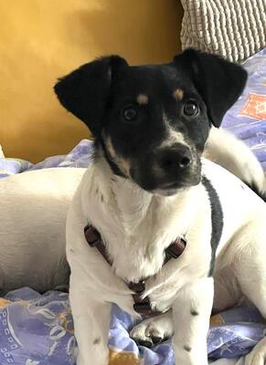 STELINA, Mischling - Hündin