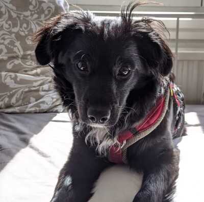 STELLA Aliya, Spaniel-Bordermix - Hündin