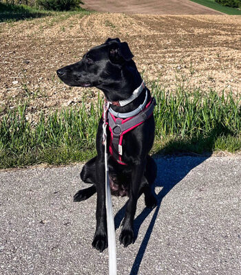 STELLA - R E S E R V I E R T !!!!! aktiv, intelligent, freundlich, verschmust, kinderlieb, Mischling - Betreuungsplatz Wien - Hündin