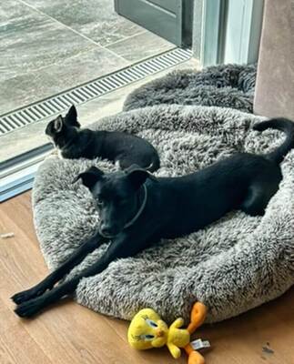 STELLA - R E S E R V I E R T !!!!! aktiv, intelligent, freundlich, verschmust, kinderlieb, Mischling - Betreuungsplatz Wien - Hündin