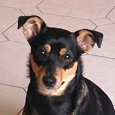 STELLA Sternchen, - Hündin