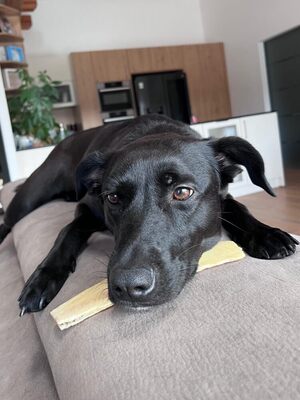 STELLA - aktiv, intelligent, freundlich, verschmust, kinderlieb