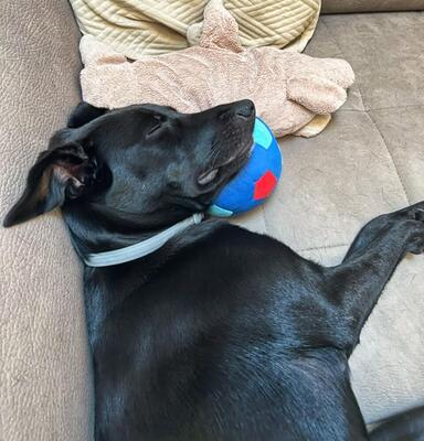 STELLA - aktiv, intelligent, freundlich, verschmust, kinderlieb, Mischling - Betreuungsplatz Wien - Hündin